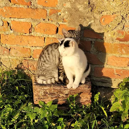 Κατάλυμα σε φάρμα Nasza Bajka Pieniezno