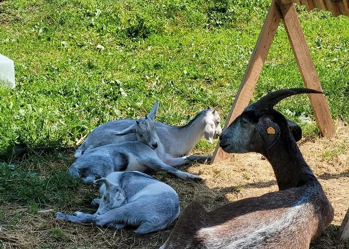 Séjour à la ferme Nasza Bajka Pieniezno