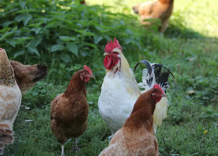 Nasza Bajka * Pieniezno