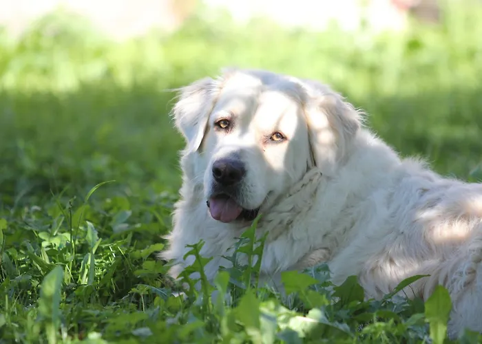 Nasza Bajka Séjour à la ferme *
